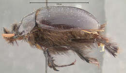 Image of Pleocoma rickseckeri Horn 1888