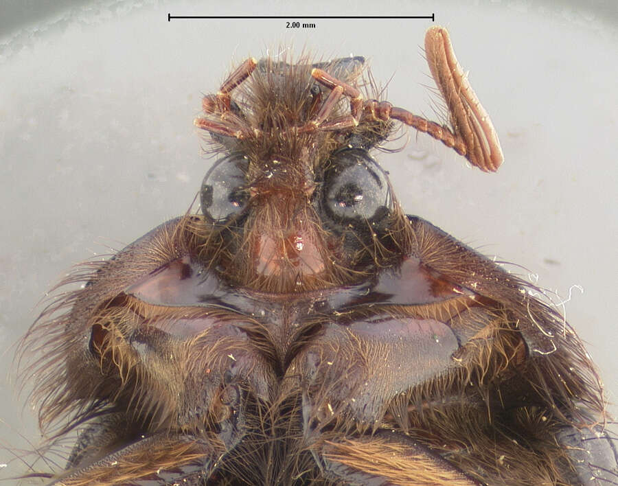 Image of Pleocoma rickseckeri Horn 1888