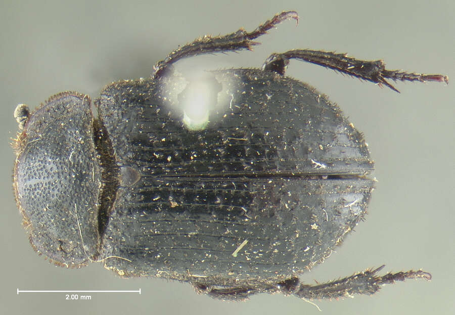 Image of Trox laticollis Le Conte 1854