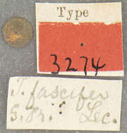 Image of Trox fascifer Le Conte 1854