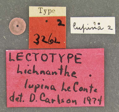 صورة Lichnanthe lupina Le Conte 1856