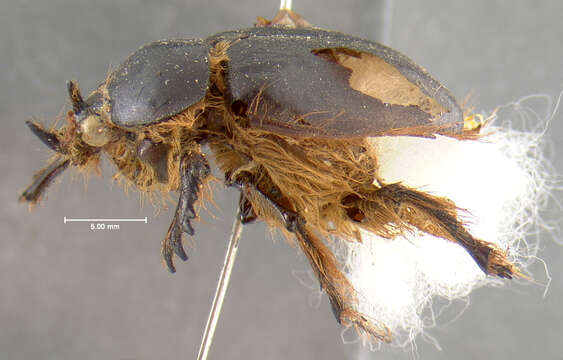 Image of Pleocoma fimbriata Le Conte 1856