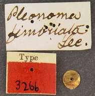 Image of Pleocoma fimbriata Le Conte 1856