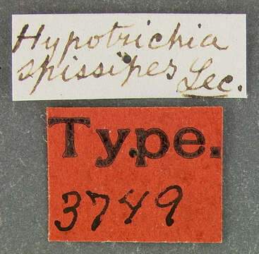 Image of Hypotrichia