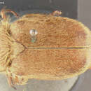Image of Plectrodes pubescens Horn 1867