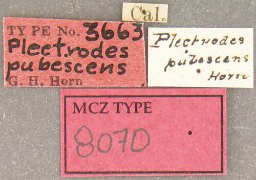 Image of Plectrodes pubescens Horn 1867
