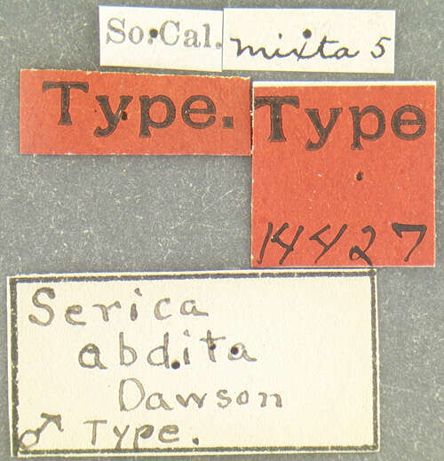 Image of Serica abdita Dawson 1921