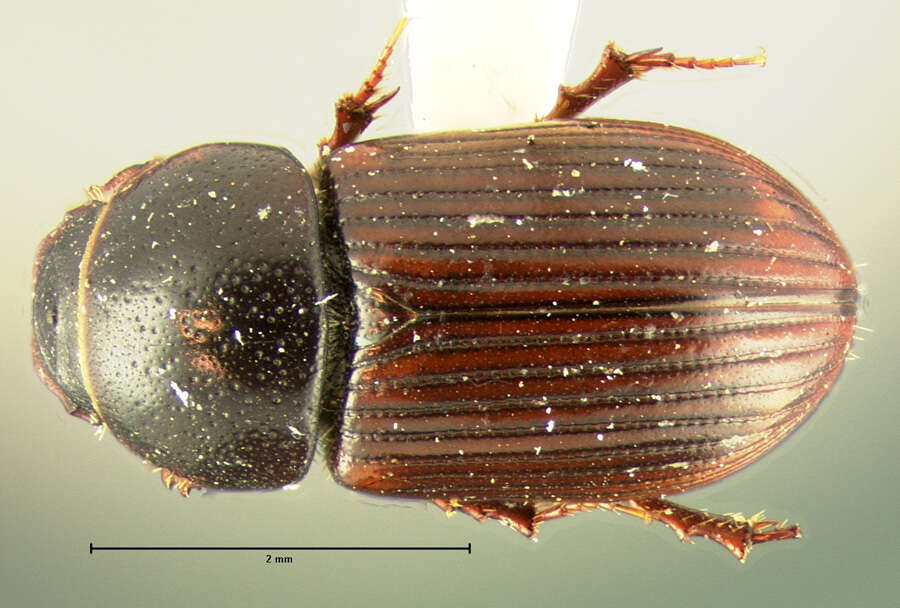 Image of Gonaphodiellus