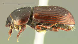 Image of Gonaphodiellus