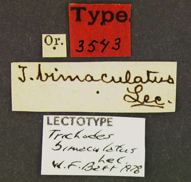 Image of Trichodes bimaculatus Le Conte 1874