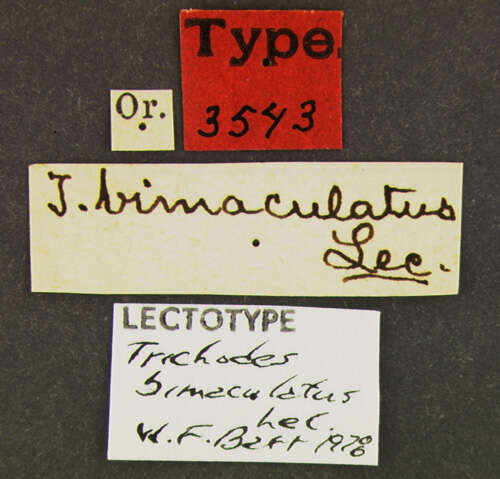 Image of Trichodes bimaculatus Le Conte 1874