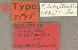 Image of Trichodes bibalteatus Le Conte 1858