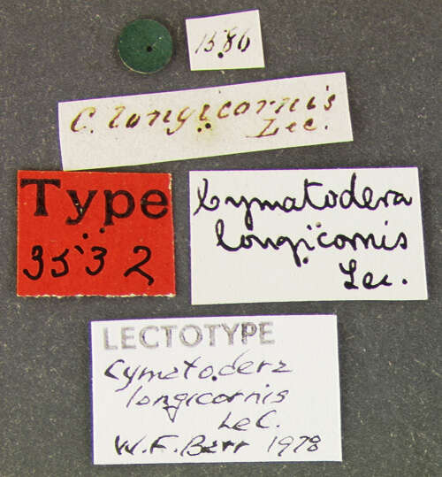 Image of Cymatodera longicornis Le Conte 1849