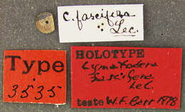 Image of Cymatodera fascifera Le Conte 1866