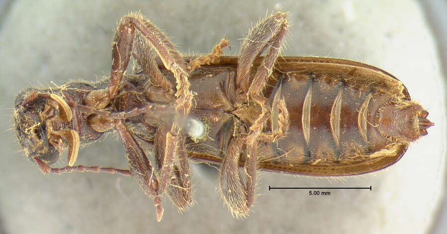 Image of Cymatodera morosa Le Conte 1858