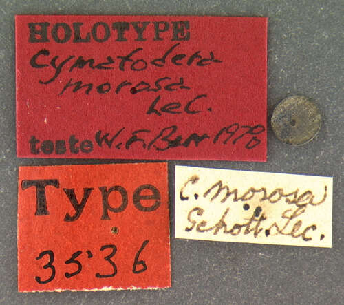 Image of Cymatodera morosa Le Conte 1858