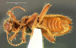 Image of Cymatodera punctata Le Conte 1852