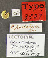 Image of Cymatodera punctata Le Conte 1852