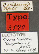 Image of Cymatodera ovipennis Le Conte 1859