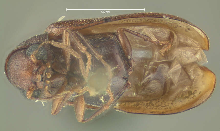 Image of Ernobius filicornis Le Conte 1879