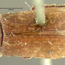 Image of <i>Xestobium squalitum</i>