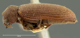 Image of Anobiid beetle