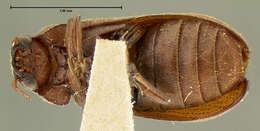 Image of Anobiid beetle