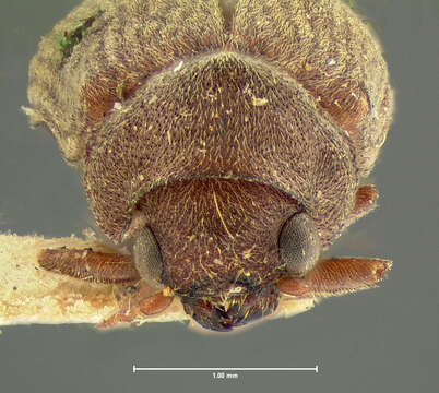 Image of Anobiid beetle