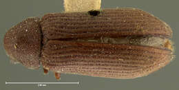 Image of Anobiid beetle