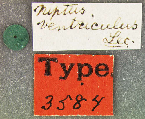 Image of Niptus ventriculus Le Conte 1859