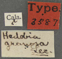 Image of Hedobia granosa Le Conte 1874