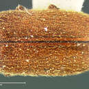 Image of <i>Anobium punctulatum</i>