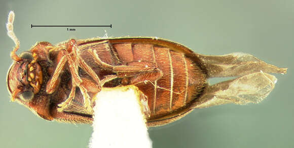 صورة Ernobius debilis Le Conte 1865