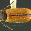 Image of Ernobius luteipennis Le Conte 1879