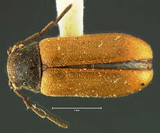 Image of Ernobius luteipennis Le Conte 1879