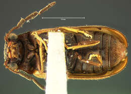 Image of Ernobius luteipennis Le Conte 1879