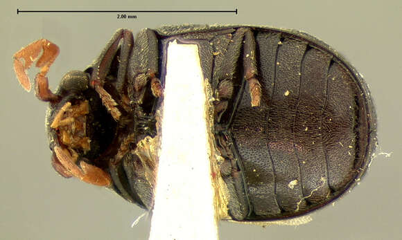 Imagem de Dorcatoma pallicornis Le Conte 1874