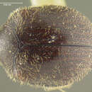 Image of <i>Caenocara californica</i>