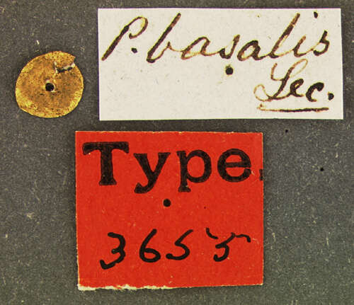 Image of Ptilinus basalis Le Conte 1858