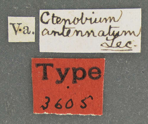 Image of Ctenobium antennatum Le Conte 1865