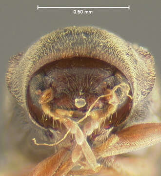 Image of Gastrallus marginipennis Le Conte 1879