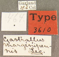 Image of Gastrallus marginipennis Le Conte 1879