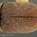 Image of Xyletinus pubescens Le Conte 1878