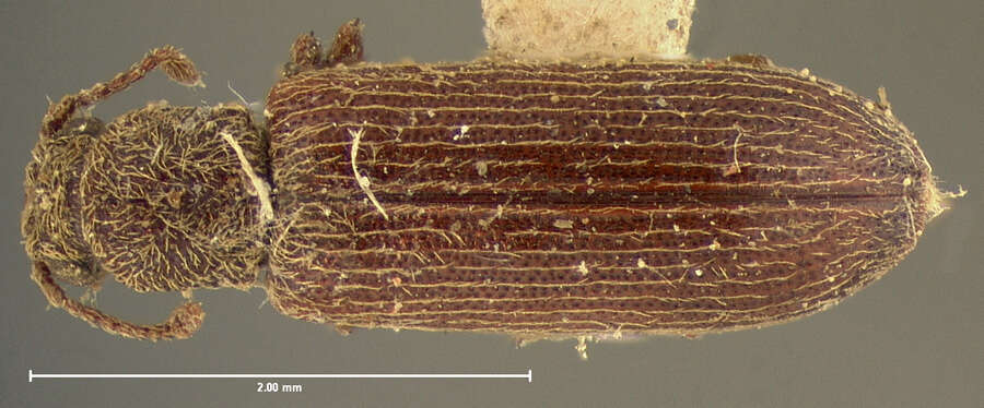 Lyctus cavicollis Le Conte 1866 resmi