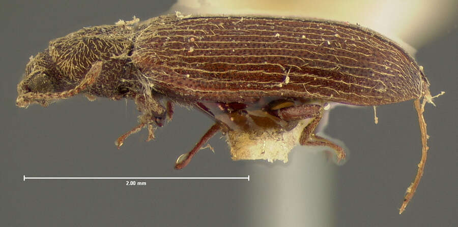 Lyctus cavicollis Le Conte 1866 resmi