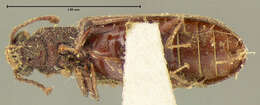 Lyctus cavicollis Le Conte 1866 resmi