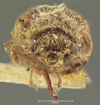 Lyctus cavicollis Le Conte 1866 resmi