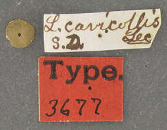 Lyctus cavicollis Le Conte 1866 resmi