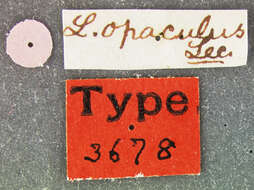 Lyctus opaculus Le Conte 1866 resmi