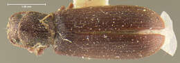 Lyctus carbonarius Waltl 1832 resmi